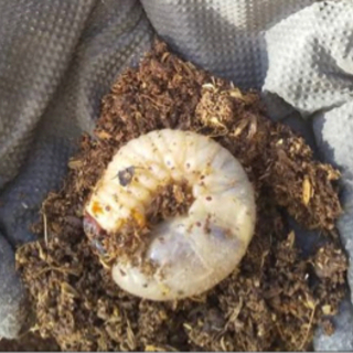 カブトムシ　2〜3令幼虫