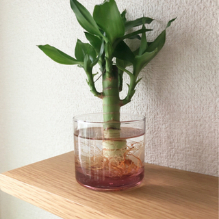 観葉植物　キングバンブー④　18cm　ナチュラルキッチンのおしゃ...