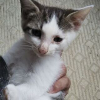 生後2ヶ月の子猫ちゃん