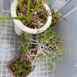 植木鉢　植木付き　ミニ盆栽　インテリア　まとめ　現状品