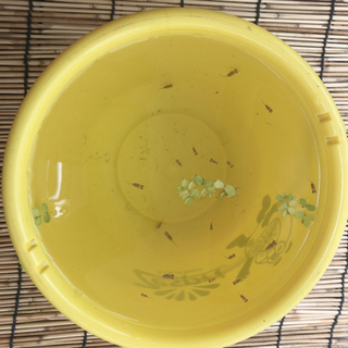 MIXめだか　稚魚20匹の画像