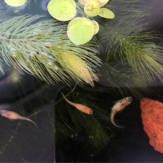 MIXめだか　稚魚20匹の画像