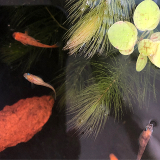 MIXめだか　稚魚20匹の画像