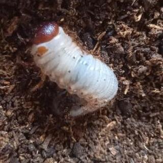 お家でカブトムシ幼虫、ノコギリクワガタ幼虫観察しませんか？の画像