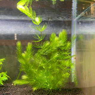 水草　マツモ　成長が早い　