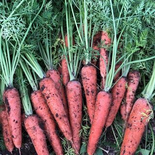 【急募】時給1000円　白河市でオーガニック人参の除草作業や玉ね...