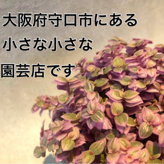 小さな園芸店　Le petit Jardin
