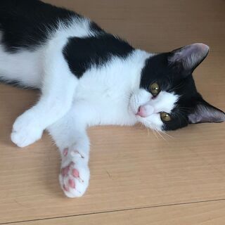 ゴロゴロ音量がすごい！元気な男の子！リキくん　約５カ月