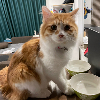 飼い猫が居なくなりました。
