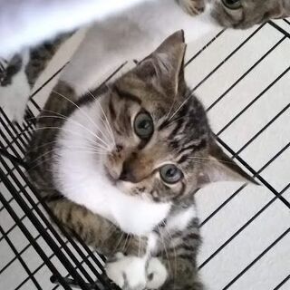 キジトラーズ　3ヶ月子猫と1歳弱若猫さん