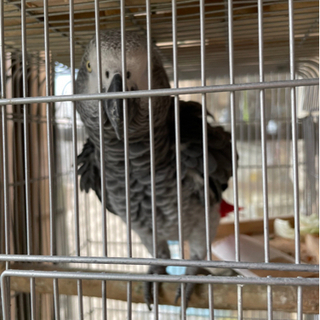 オウムのようちゃんあたたかく家族に迎えていただける方探してます