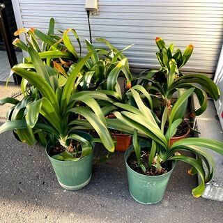 クンシラン 君子蘭 観葉植物 多数有り 1株 220円 現状渡し...