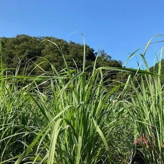 有機レモングラス
