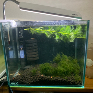 水槽ではありませんライトですの画像