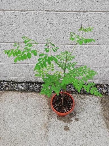 『奇跡の木』　モリンガの苗　高栄養植物