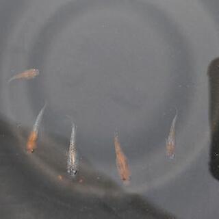 メダカ【月華】の画像