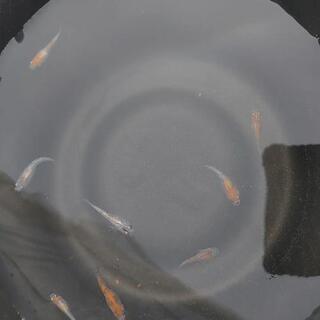 メダカ【月華】の画像