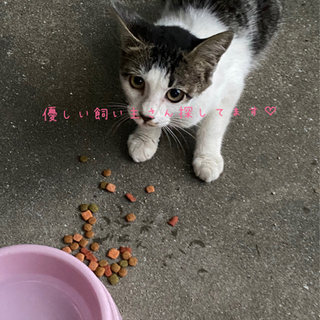 生後3ヶ月くらいの猫ちゃんですฅ(=^・ﻌ・^=)ฅ