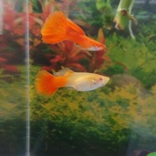 超🉐国産 SPMIXグッピー 稚魚①