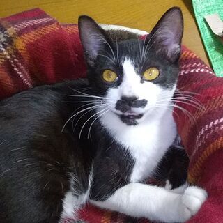 5か月で白黒の可愛い雄猫です