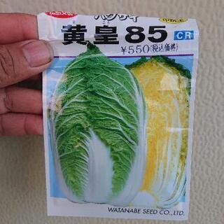 白菜苗お譲りします、まだ数本育苗中です！