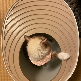 猫用トイレの画像