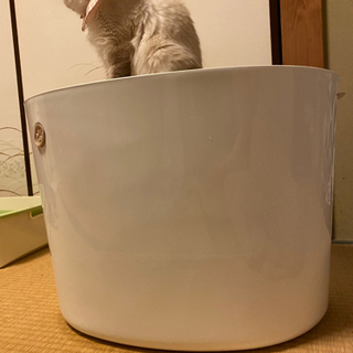 猫用トイレの画像