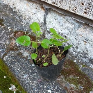 レモンバーム　抜き苗
