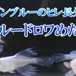 ブルードロワめだかの稚魚（ドラゴンブルーのヒレ長）の画像