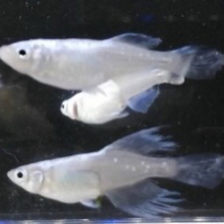 ブルードロワめだかの稚魚（ドラゴンブルーのヒレ長）