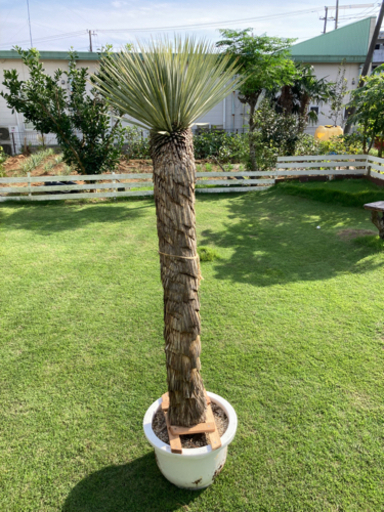 ユッカロストラータ 190cm