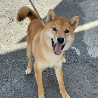 優良血統の柴犬