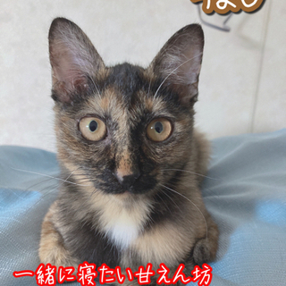 野良子猫の里親募集（トライアル中）