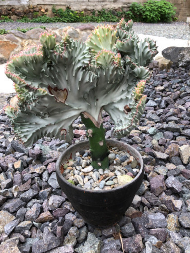 マハラジャ　多肉植物 ユーフォルビア