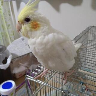 オカメインコを探しています！