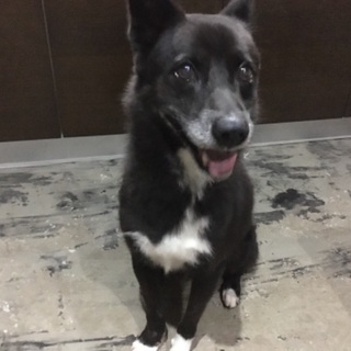 【無事に飼い主さん見つかりました。】迷い犬保護(黒の中型犬)