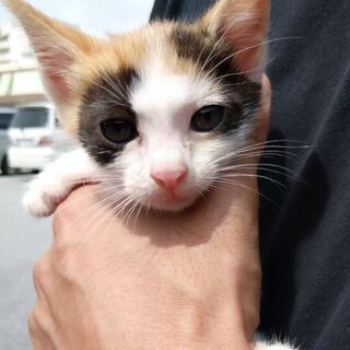 ✨家族ができました✨かわいいミケちゃん💕
