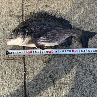 仲間募集😀
