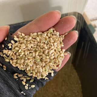 6年産の新米！規格外のお米【25kg】 くず米 コシヒカリの画像