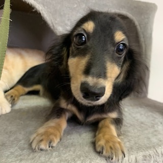 ダックス女の子仔犬里親募集中