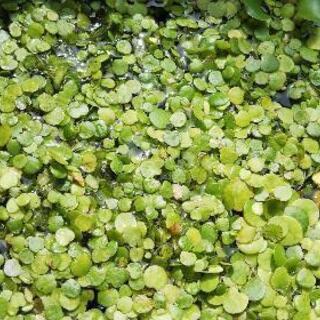 浮草 水草 アマゾンブロックピットの画像