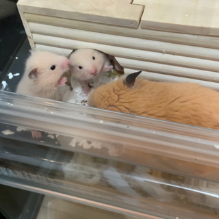 キンクマハムスターの赤ちゃんお譲りします。