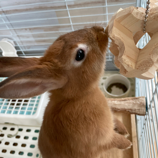 (一旦応募中止します)生後3ヶ月　ミニウサギ　茶色