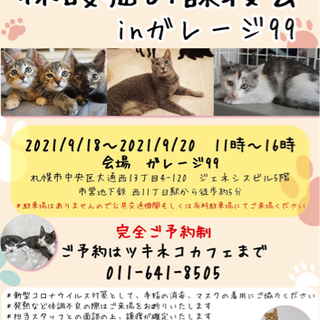 猫の譲渡会開催します♪（ツキネコ北海道）