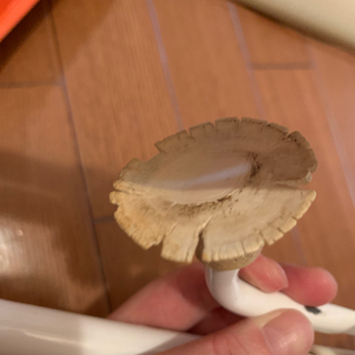 テーブルチェアーの画像