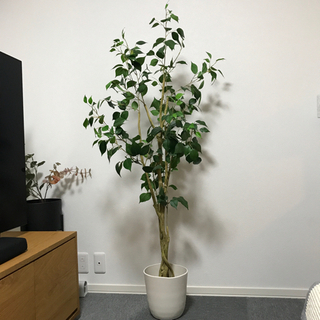 ニトリ　フェイクグリーン　観葉植物
