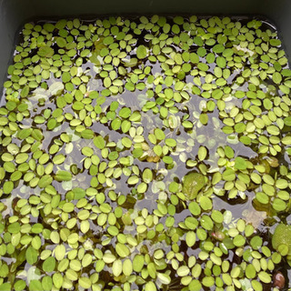 メダカ　浮き草　サンショウモ