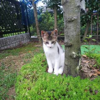 子猫の里親さん決まりました。
