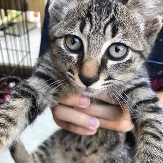 庭で生まれた、可愛い男の仔猫！！