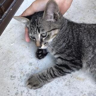 庭で生まれた、可愛い男の仔猫！！ - 新居浜市